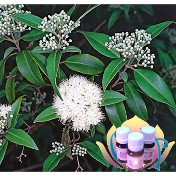 ÓLEO ESSENCIAL - MIRTO DE LIMÃO (Backhousia citriodora) 10ML ÓLEO ESSENCIAL - MIRTO DE LIMÃO (Backhousia citriodora) 10ML